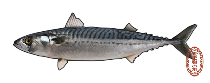 大西洋鯖魚