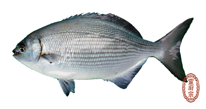 Girella melanichthys