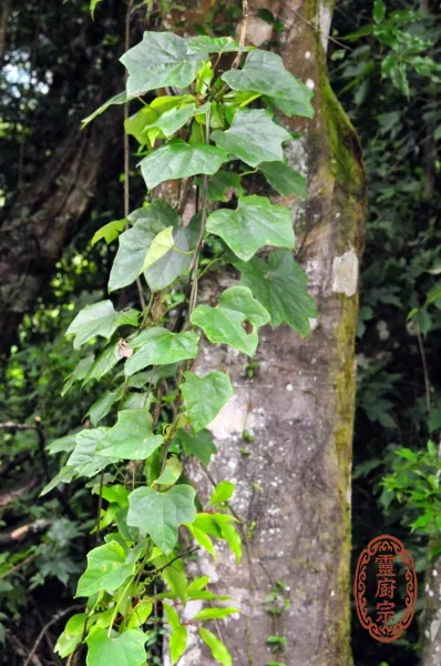 Stephania Root - Stephania tetrandra S. Moore