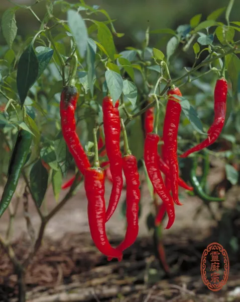 糯米椒 - Capsicum annuum var. longum